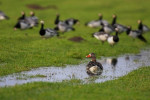 Grauwe gans (Anser anser), Arkemheen